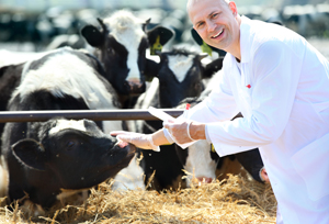 Veterinarian treating a cow