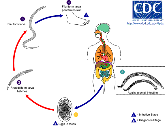 Hookworms Life Cycles