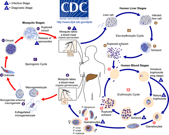 Malaria - Life Cycle