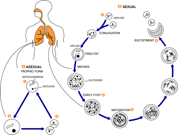 Pneumocystis Stages